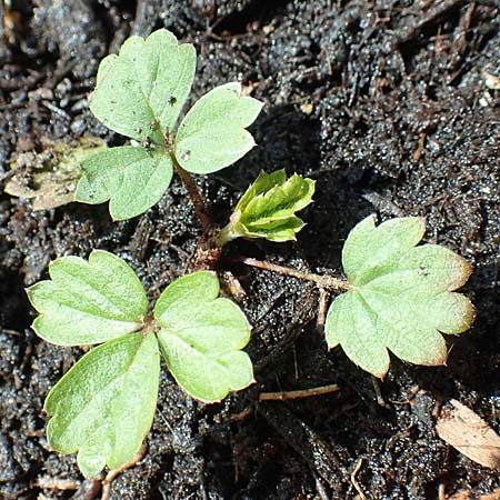 Fragaria vesca \ Wald-Erdbeere / Wild Strawberry, D Mannheim 3.5.2018