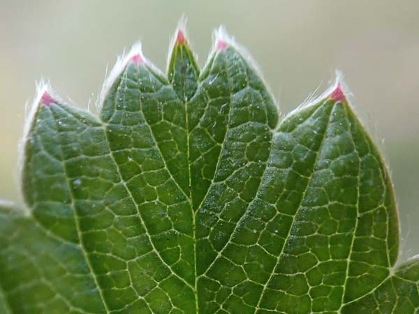 Fragaria vesca \ Wald-Erdbeere / Wild Strawberry, D R&uuml;sselsheim 5.10.2019