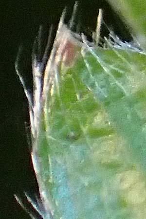 Fragaria vesca \ Wald-Erdbeere / Wild Strawberry, D Neckarsteinach 14.10.2019