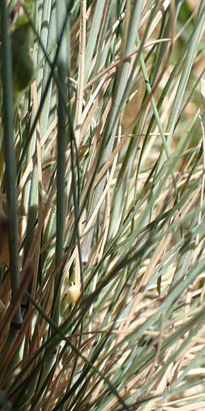 Festuca valesiaca \ Walliser Schwingel / Valais Fescue, D Gr&uuml;nstadt-Asselheim 26.4.2020