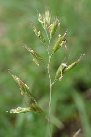 Festuca valesiaca \ Walliser Schwingel / Valais Fescue, D Gr&uuml;nstadt-Asselheim 25.5.2020
