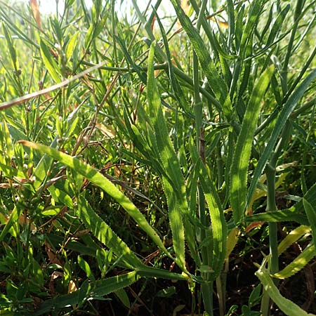 Falcaria vulgaris \ Sicheldolde / Longleaf, D Eckelsheim 18.7.2020