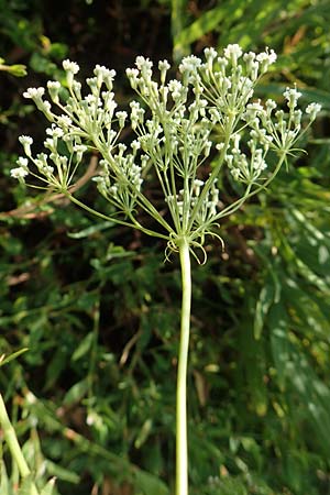 Falcaria vulgaris \ Sicheldolde / Longleaf, D Eckelsheim 18.7.2020