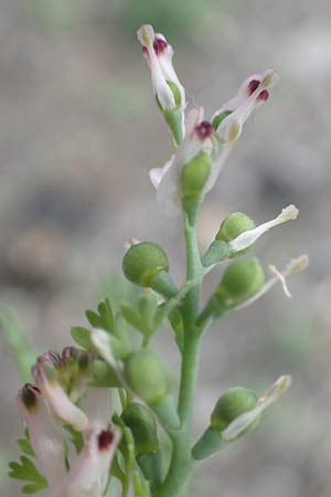 Fumaria vaillantii \ Blasser Erdrauch / Few-Flowered Fumitory, D Ludwigshafen 8.6.2021