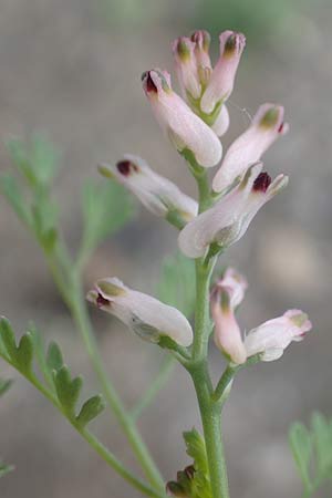 Fumaria vaillantii \ Blasser Erdrauch / Few-Flowered Fumitory, D Ludwigshafen 8.6.2021