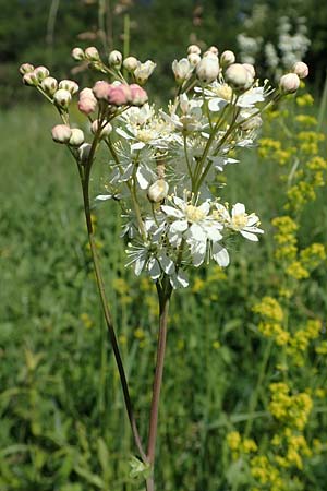 Filipendula vulgaris \ Knolliges M�des�� / Dropword, D Neuleiningen 13.6.2021