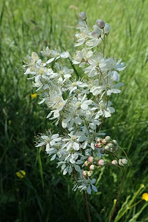 Filipendula vulgaris \ Knolliges M�des�� / Dropword, D Neuleiningen 13.6.2021