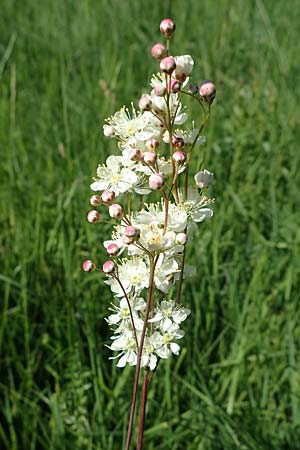 Filipendula vulgaris \ Knolliges M�des�� / Dropword, D Neuleiningen 13.6.2021
