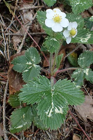 Fragaria vesca \ Wald-Erdbeere / Wild Strawberry, D Dietfurt 5.5.2022