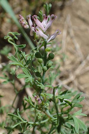 Fumaria vaillantii \ Blasser Erdrauch / Few-Flowered Fumitory, D Hardheim 28.5.2022