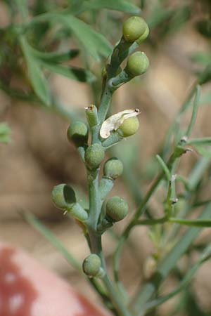 Fumaria vaillantii \ Blasser Erdrauch / Few-Flowered Fumitory, D Hardheim 28.5.2022
