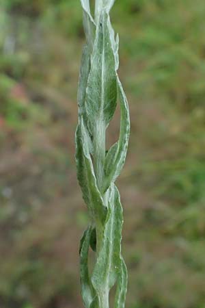 Filago germanica \ Deutsches Filzkraut / Common Cudweed, D Attendorn 1.8.2023