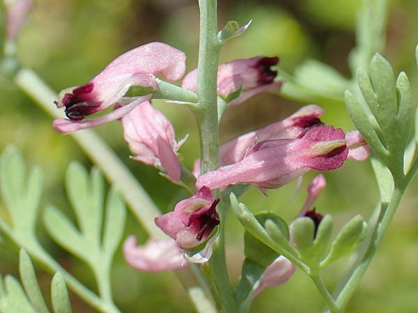 Fumaria wirtgenii \ Wirtgens Erdrauch / Wirtgen's Fumitory, D Hirschberg 13.5.2017