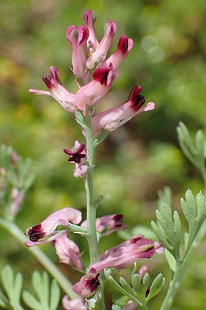 Fumaria wirtgenii \ Wirtgens Erdrauch / Wirtgen's Fumitory, D Hirschberg 13.5.2017