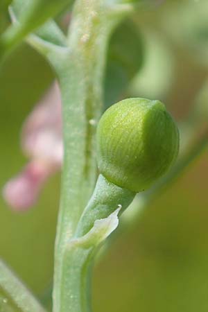 Fumaria wirtgenii \ Wirtgens Erdrauch / Wirtgen's Fumitory, D Hirschberg 13.5.2017