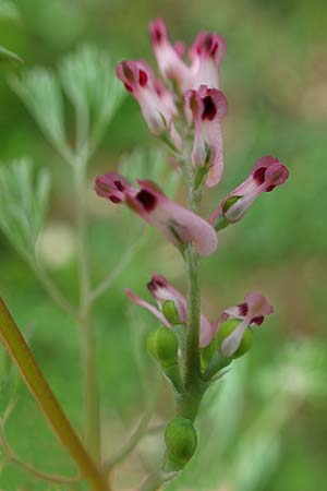 Fumaria wirtgenii \ Wirtgens Erdrauch / Wirtgen's Fumitory, D Neuleiningen 15.5.2021
