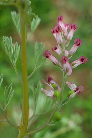 Fumaria wirtgenii, Wirtgens Erdrauch