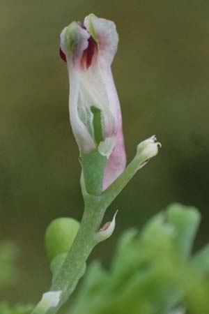 Fumaria wirtgenii \ Wirtgens Erdrauch / Wirtgen's Fumitory, D Schwetzingen 5.6.2025