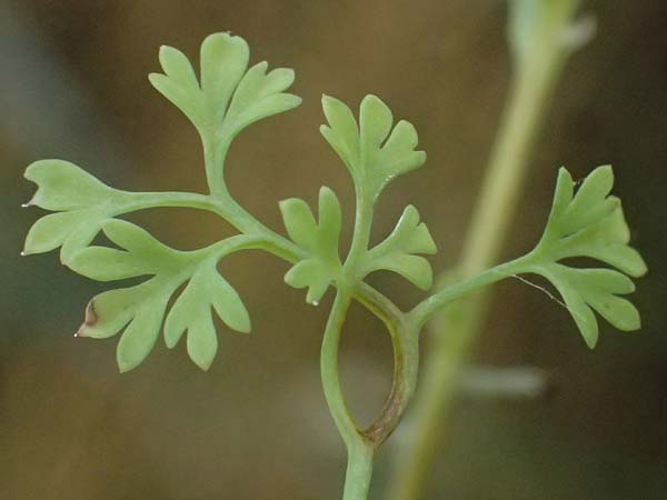 Fumaria wirtgenii \ Wirtgens Erdrauch / Wirtgen's Fumitory, D Schwetzingen 5.6.2025