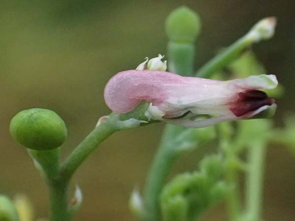 Fumaria wirtgenii \ Wirtgens Erdrauch / Wirtgen's Fumitory, D Schwetzingen 5.6.2025