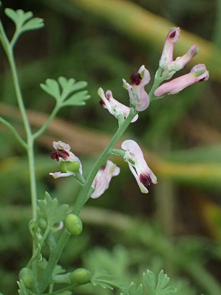 Fumaria wirtgenii \ Wirtgens Erdrauch / Wirtgen's Fumitory, D Schwetzingen 5.6.2025