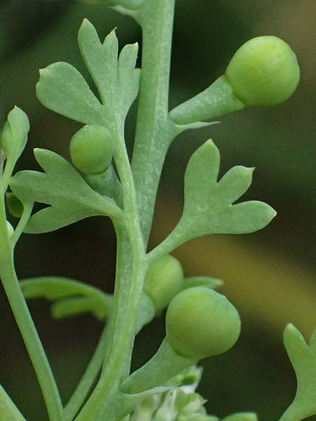 Fumaria wirtgenii \ Wirtgens Erdrauch / Wirtgen's Fumitory, D Schwetzingen 5.6.2025