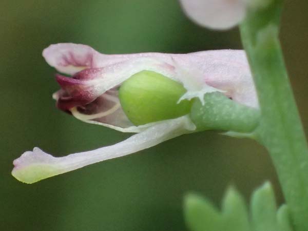 Fumaria wirtgenii \ Wirtgens Erdrauch / Wirtgen's Fumitory, D Schwetzingen 5.6.2025