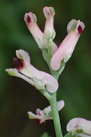 Fumaria wirtgenii \ Wirtgens Erdrauch / Wirtgen's Fumitory, D Schwetzingen 5.6.2025