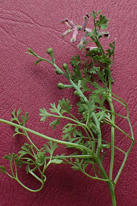 Fumaria wirtgenii \ Wirtgens Erdrauch / Wirtgen's Fumitory, D Schwetzingen 5.6.2025
