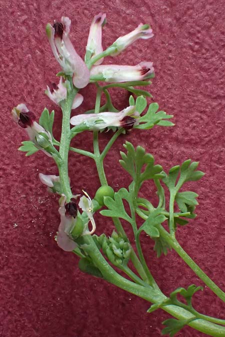 Fumaria wirtgenii \ Wirtgens Erdrauch / Wirtgen's Fumitory, D Schwetzingen 5.6.2025