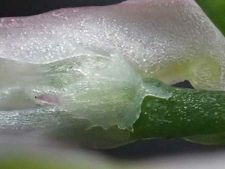 Fumaria wirtgenii \ Wirtgens Erdrauch / Wirtgen's Fumitory, D Schwetzingen 5.6.2025