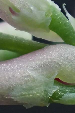 Fumaria wirtgenii \ Wirtgens Erdrauch / Wirtgen's Fumitory, D Schwetzingen 5.6.2025