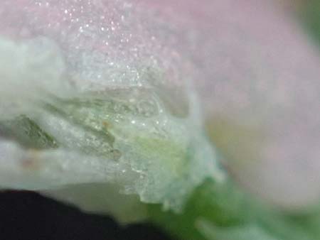 Fumaria wirtgenii \ Wirtgens Erdrauch / Wirtgen's Fumitory, D Schwetzingen 5.6.2025