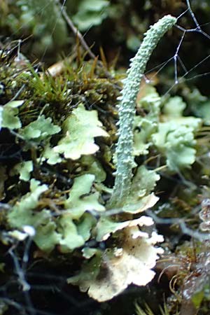 Cladonia coniocraea ? \ Gew�hnliche S�ulen-Flechte / Common Powderhorn Lichen, D Schwarzwald/Black-Forest, Allerheiligen 1.8.2017