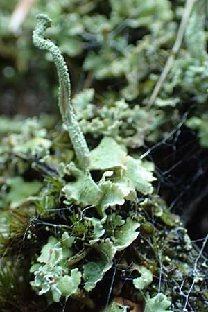 Cladonia coniocraea ? \ Gew�hnliche S�ulen-Flechte / Common Powderhorn Lichen, D Schwarzwald/Black-Forest, Allerheiligen 1.8.2017