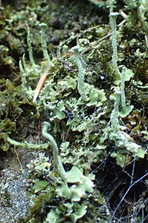 Cladonia coniocraea ? \ Gew�hnliche S�ulen-Flechte / Common Powderhorn Lichen, D Schwarzwald/Black-Forest, Allerheiligen 1.8.2017