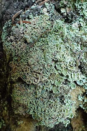 Cladonia coniocraea ? \ Gew�hnliche S�ulen-Flechte / Common Powderhorn Lichen, D Schwarzwald/Black-Forest, Allerheiligen 1.8.2017