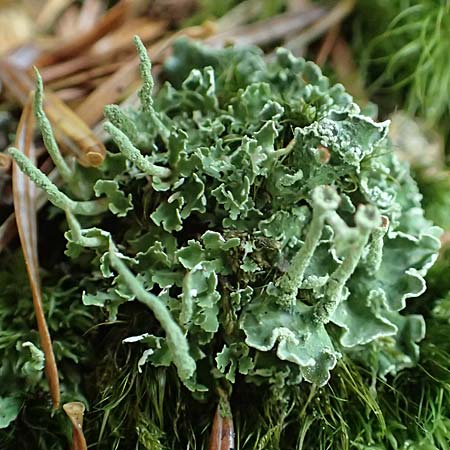 Cladonia coniocraea ? \ Gew�hnliche S�ulen-Flechte / Common Powderhorn Lichen, D Schwarzwald/Black-Forest, Allerheiligen 1.8.2017