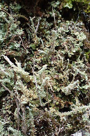 Cladonia coniocraea ? \ Gew�hnliche S�ulen-Flechte / Common Powderhorn Lichen, D Schwarzwald/Black-Forest, Allerheiligen 1.8.2017