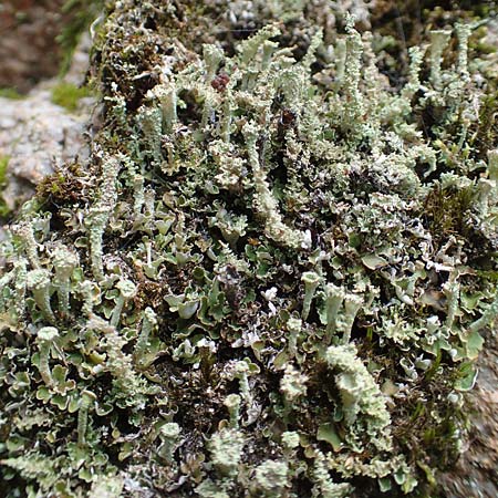 Cladonia coniocraea ? \ Gew�hnliche S�ulen-Flechte / Common Powderhorn Lichen, D Schwarzwald/Black-Forest, Allerheiligen 1.8.2017