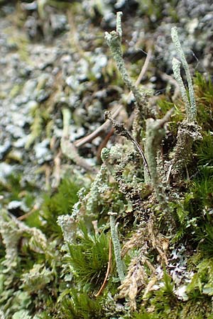 Cladonia coniocraea ? \ Gew�hnliche S�ulen-Flechte / Common Powderhorn Lichen, D Schwarzwald/Black-Forest, Allerheiligen 1.8.2017