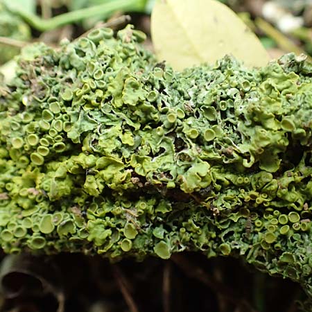 Xanthoria parietina ? \ Gew&ouml;hnliche Gelb-Flechte / Yellow Lichen, D Alsheim 1.6.2018