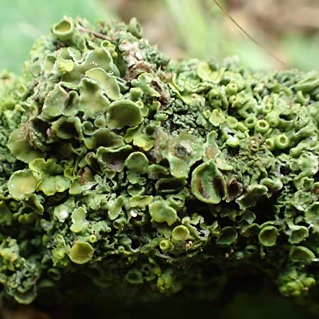 Xanthoria parietina ? \ Gew&ouml;hnliche Gelb-Flechte / Yellow Lichen, D Alsheim 1.6.2018