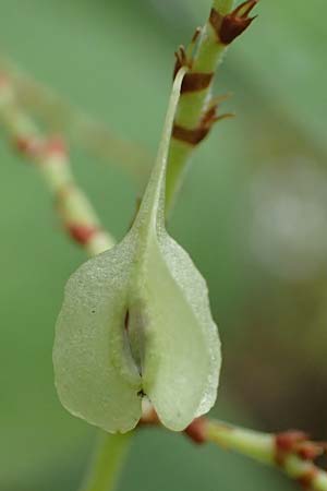 Fallopia x bohemica \ Hybrid-Stauden-Kn�terich / Hybrid Knodweed, D Mannheim 20.10.2019