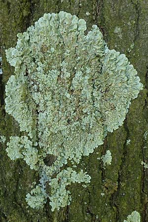 Phaeophyscia orbicularis \ Gew&ouml;hnliche Schwielenflechte / Mealy Shadow Lichen, D &Uuml;bach-Palenberg 23.5.2018