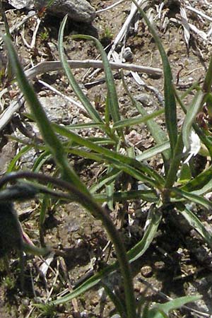 Campanula rotundifolia \ Rundbl�ttrige Glockenblume / Harebell, D Schwarzwald/Black-Forest, Feldberg 24.6.2007