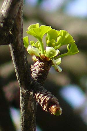 Ginkgo biloba \ Ginkgo / Ginkgo, D Mannheim-Neckarau 17.4.2013