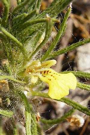 Ajuga chamaepitys \ Gelber G�nsel / Ground Pine, D Limburg 22.5.2015