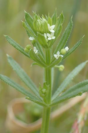 Galium tricornutum \ Dreih�rniges Labkraut / Corn Cleavers, Roughfruit Corn Bedstraw, D M&uuml;hlacker-Gro&szlig;glattbach 26.6.2016