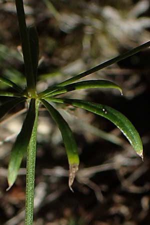 Galium pumilum \ Heide-Labkraut, Zierliches Labkraut / Slender Bedstraw, D Brensbach 10.10.2020
